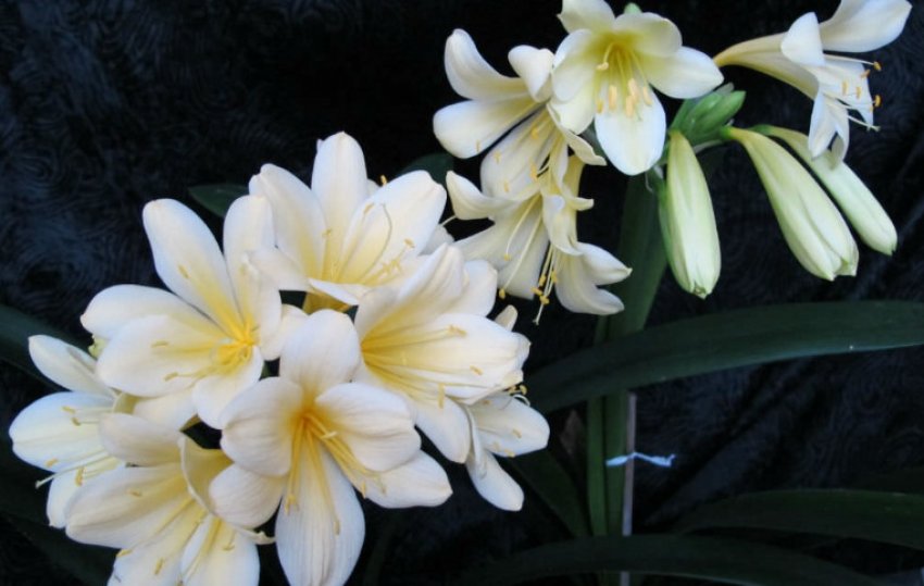 Клівія Цитрину Клівія Цитрину