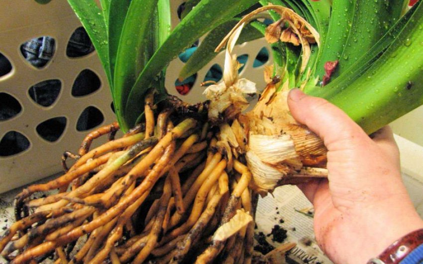 Пересадка Пересадка