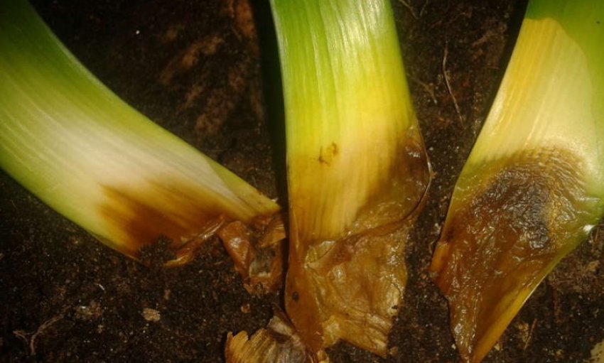 Коренева гниль Коренева гниль