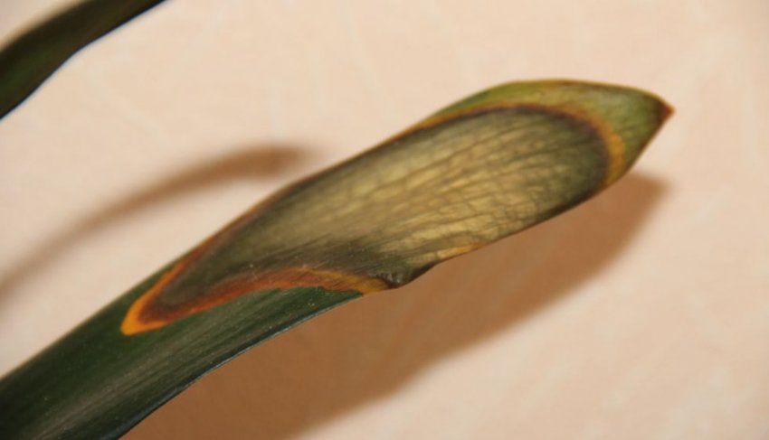 Плямистість Плямистість