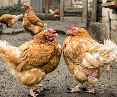 Як побудувати сарай для курей