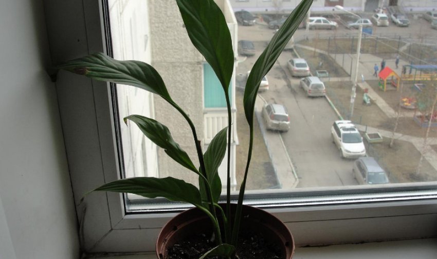 Спатіфіллум Шопен