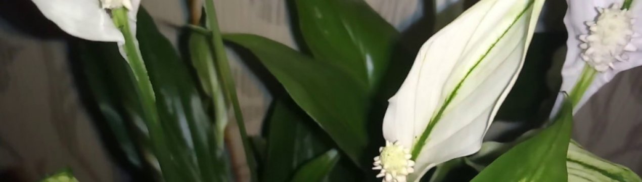 Спатіфіллум Шопен: догляд в домашніх умовах