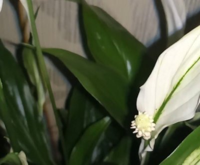 Спатіфіллум Шопен: догляд в домашніх умовах