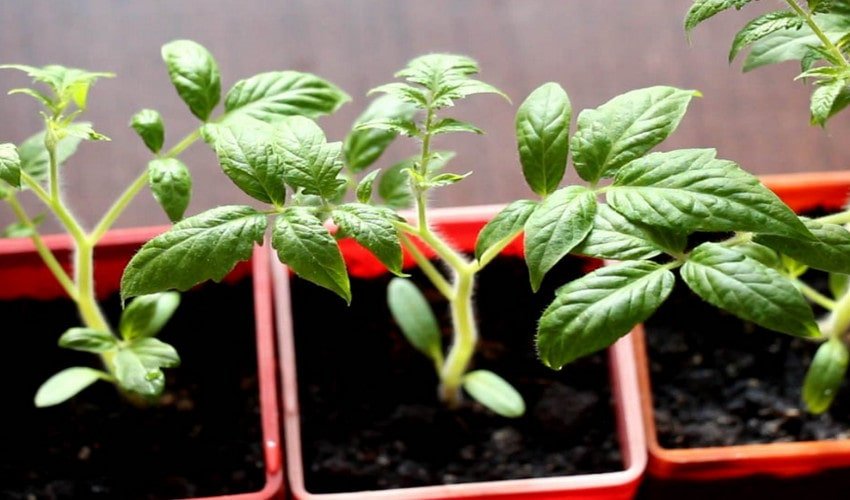 Розсада томатів