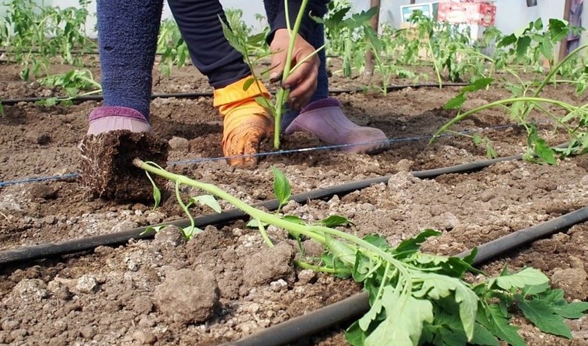 Висадка томатів