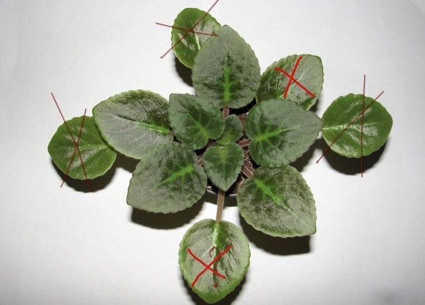 Обрізка фіалки Обрізка фіалки