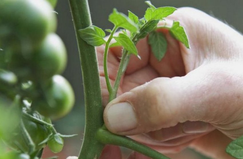 Пасинкування помідорів Пасинкування помідорів