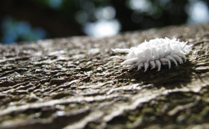 Борошнистий червець