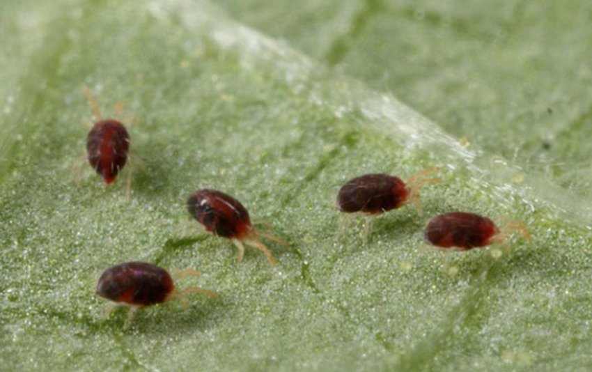 Павутинний кліщ