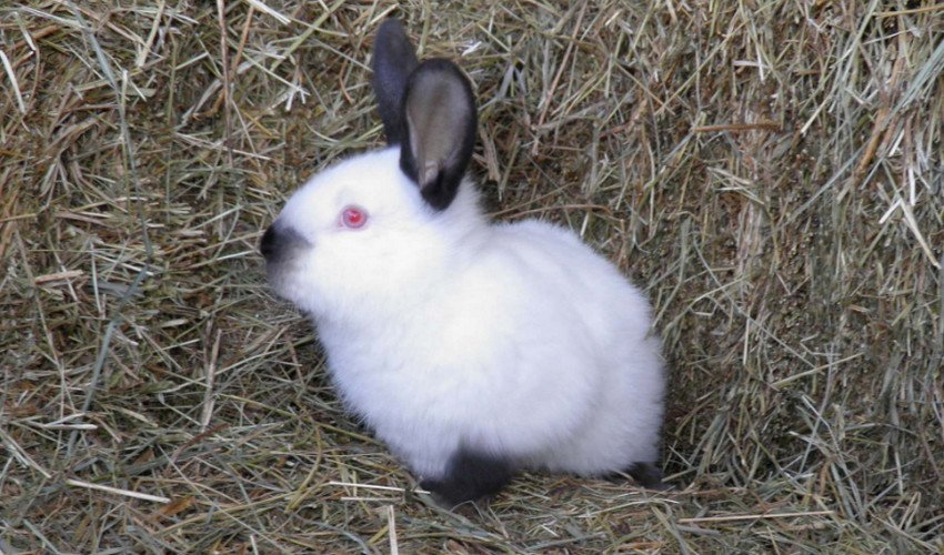 Каліфорнійські кролики