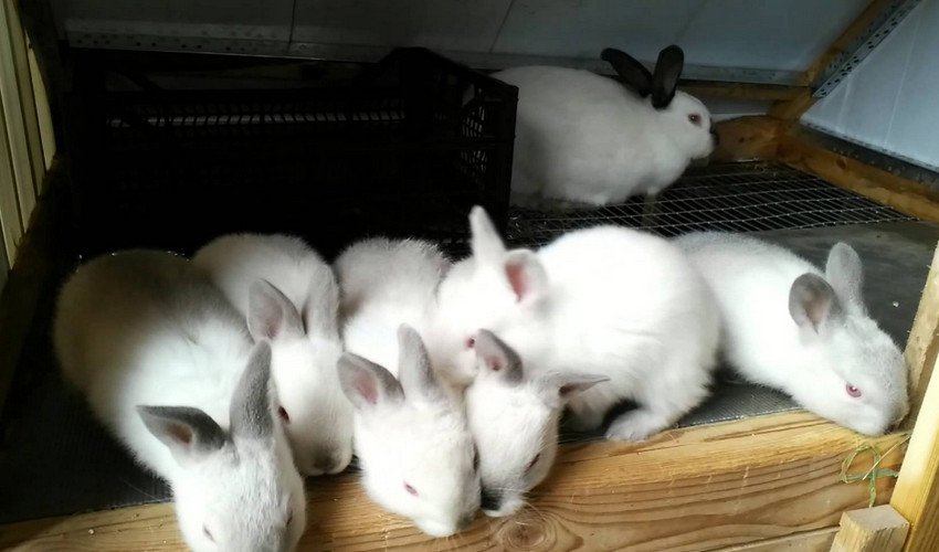 Каліфорнійські кролики