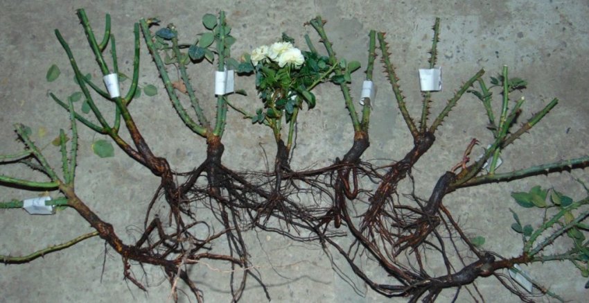 Вибір саджанця Вибір саджанця