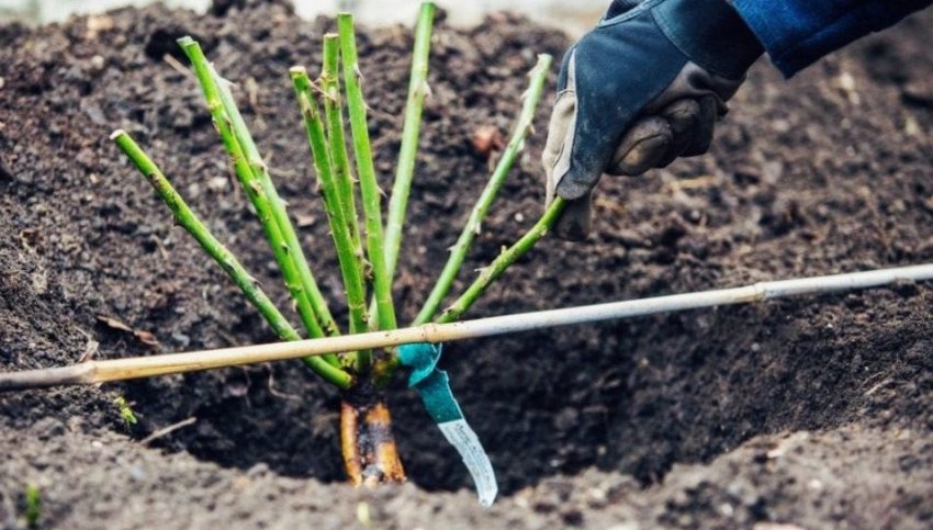 Посадка троянди Посадка троянди