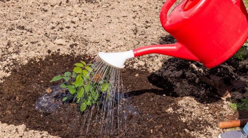 Полив троянд Полив троянд