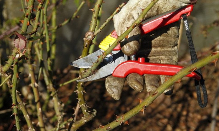 Обрізка троянд Обрізка троянд