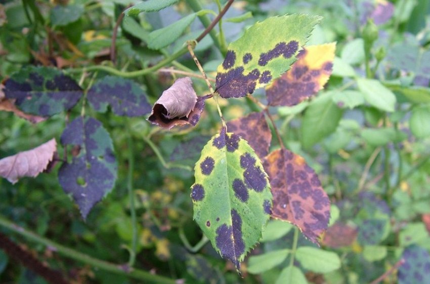 Чорна плямистість Чорна плямистість