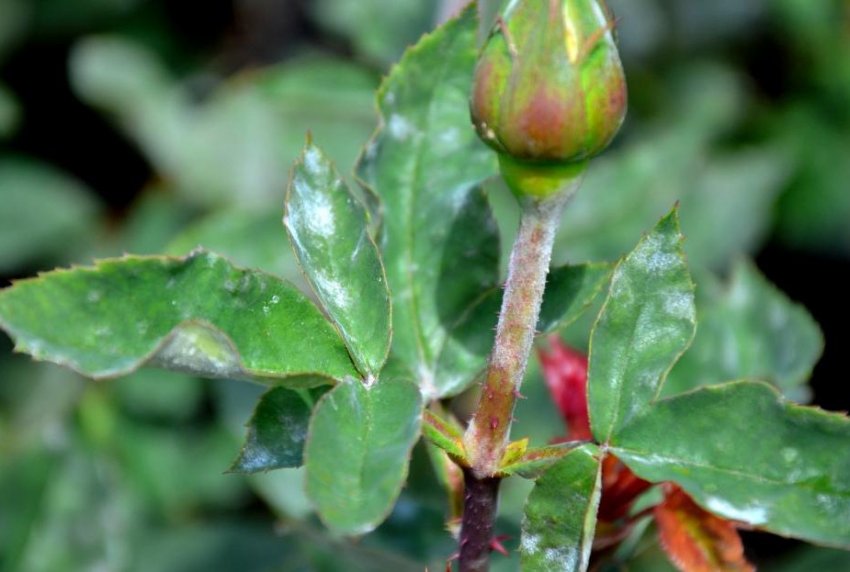 Борошниста роса Борошниста роса