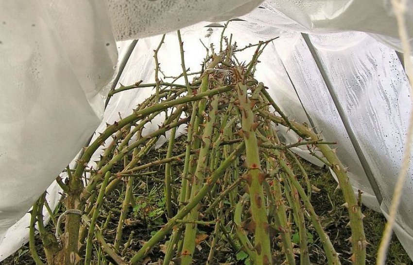 Укриття троянд на зиму Укриття троянд на зиму