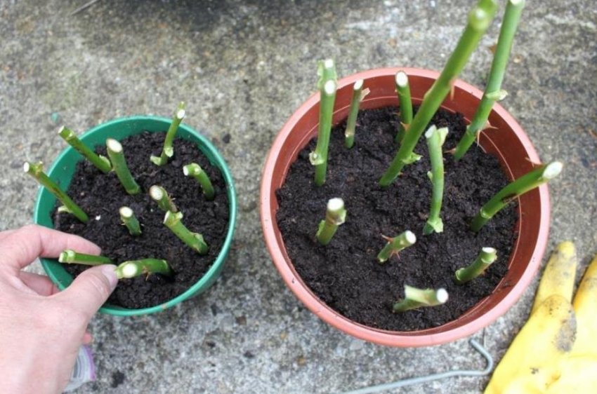 Розмноження живцюванням Розмноження живцюванням