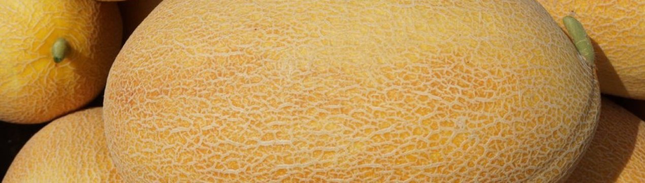 Сорт дині «Ананас F1»: опис та способи вирощування