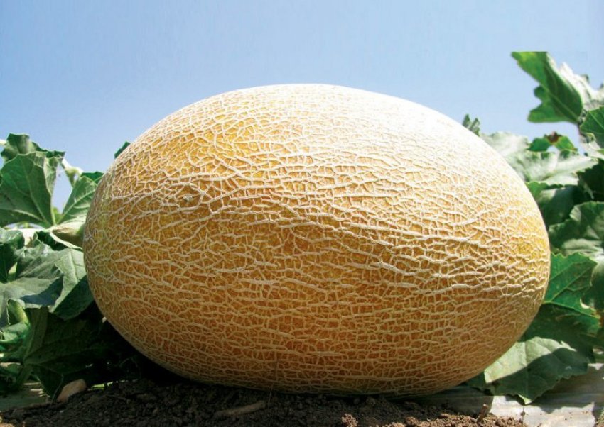 Вибір місця