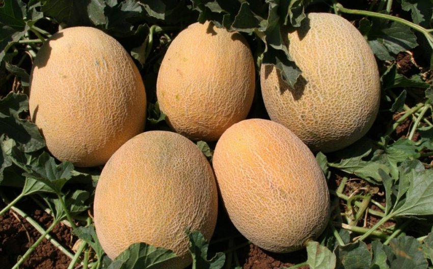 Збір врожаю динь