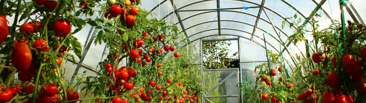 У Пермському краї побудують «пологовий будинок» для огірків і помідорів