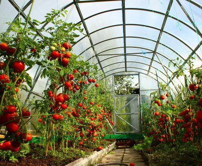 У Пермському краї побудують «пологовий будинок» для огірків і помідорів
