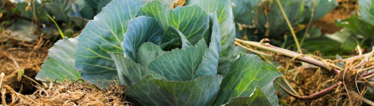 Що таке кіла на капусті і як з нею боротися?
