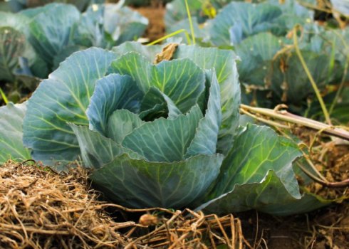 Що таке кіла на капусті і як з нею боротися?