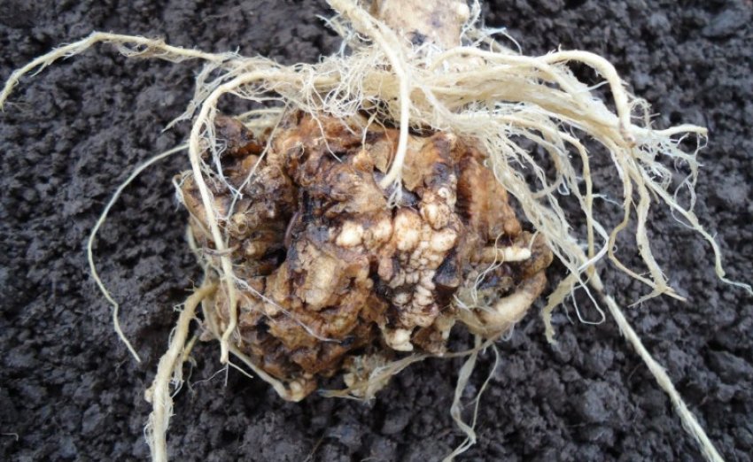 Кіла на капусті