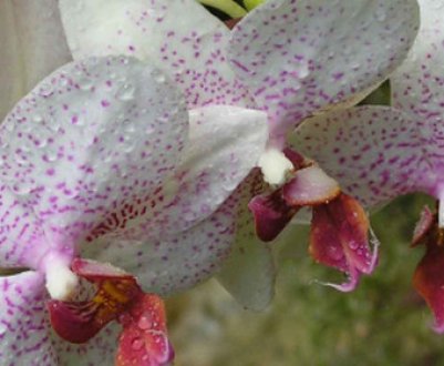 Правильний полив Фаленопсис в домашніх умовах