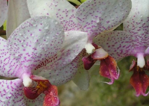 Правильний полив Фаленопсис в домашніх умовах