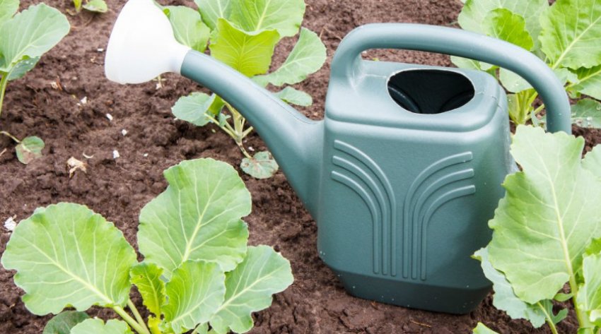 Полив капусти