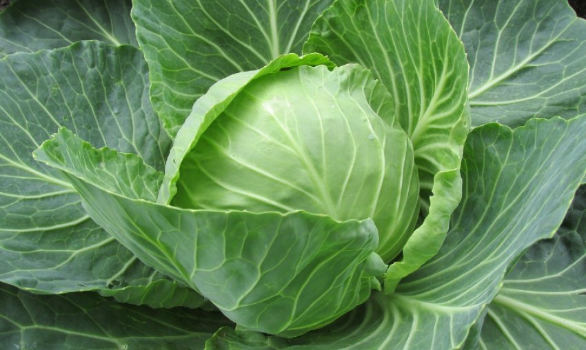 Московська пізня