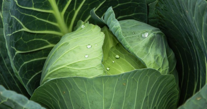 московська пізня