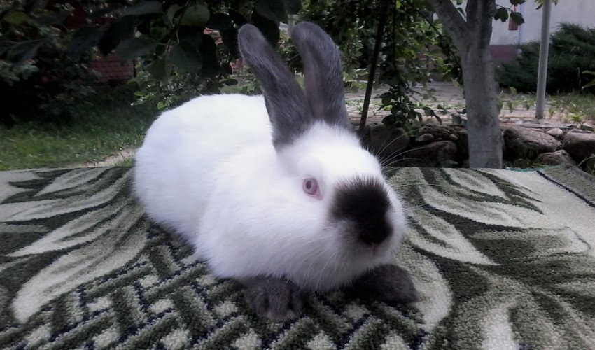 Каліфорнійські кролики