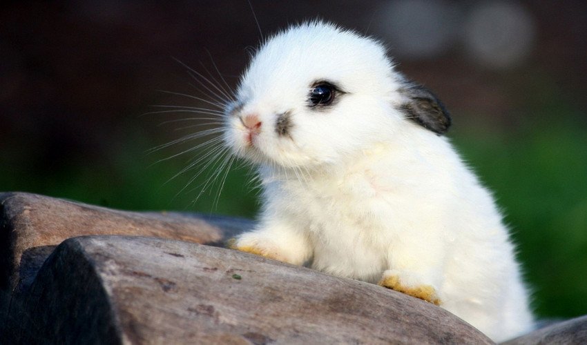 Каліфорнійські кролики