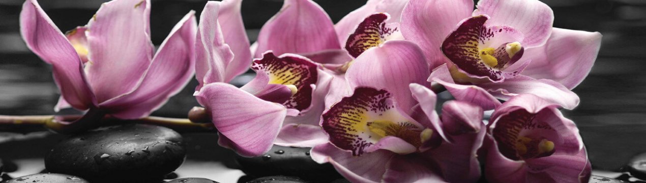 Як правильно наростити коріння орхідеї?