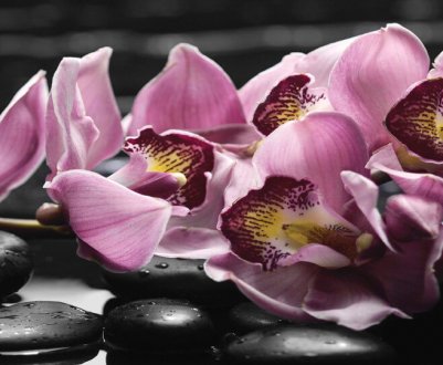 Як правильно наростити коріння орхідеї?