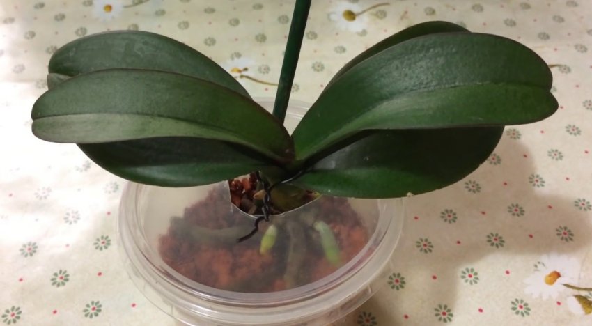 Нарощування коренів у субстраті Нарощування коренів у субстраті