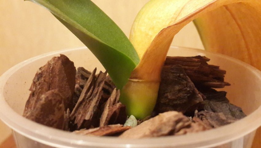 Нарощування коренів на корі Нарощування коренів на корі