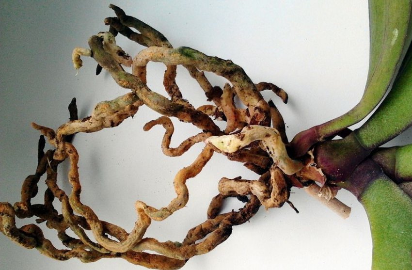 Коренева система орхідеї Коренева система орхідеї