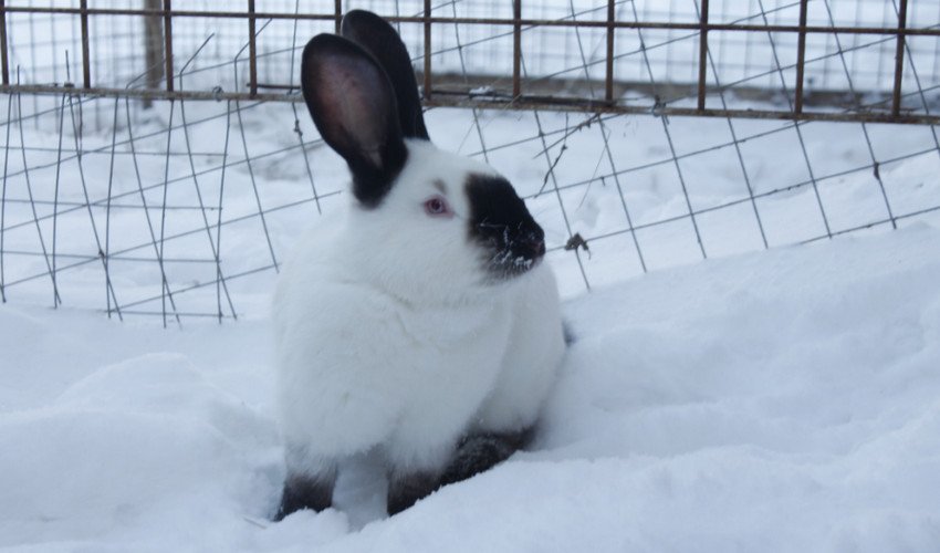 Каліфорнійські кролики