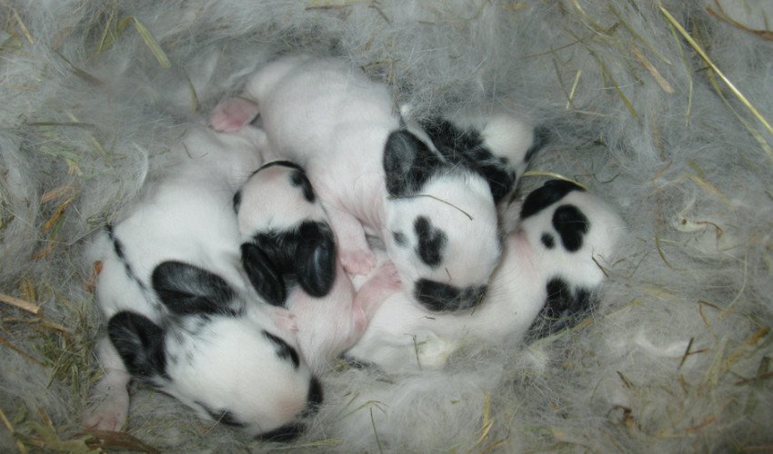 Каліфорнійські кролики