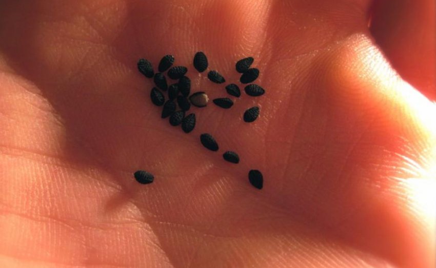 Насіння спаржі