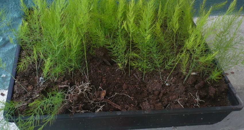 Розсада спаржі