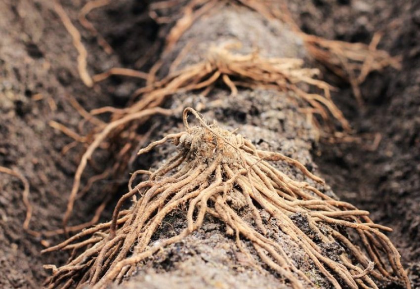 Розмноження корінням