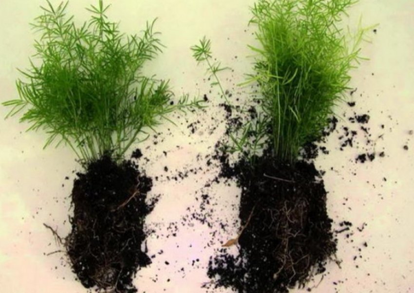 Розмноження поділом куща